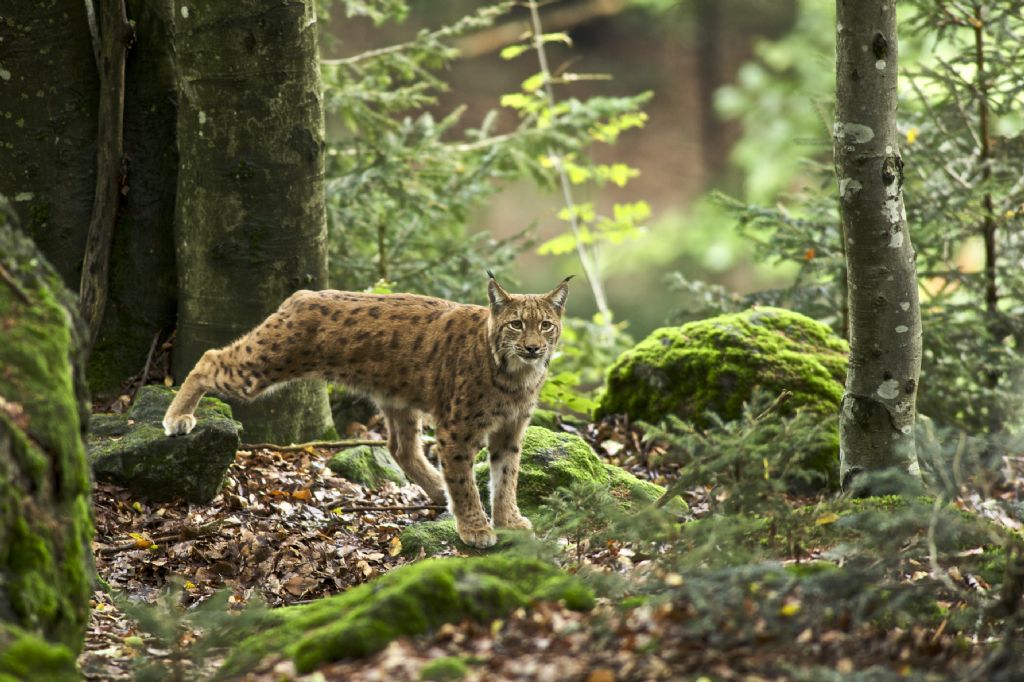 Bayrischer Wald